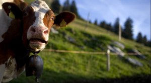 Screen Shot 2015-12-01 at 21.52.25