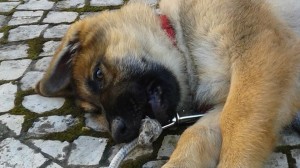 cao_asa_fotorr1286a6ea_base