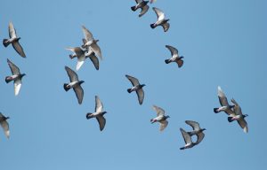 7052976907_226917561f