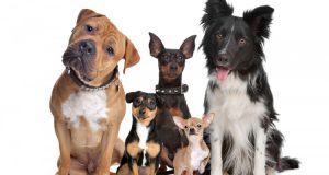 Dogs-waiting-for-treats-Easter-2015-750x400