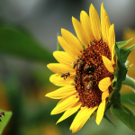 captura-de-ecra-2016-10-08-as-15-17-19