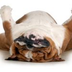 ensinar-um-cachorro-a-se-fingir-de-morto-adestrar